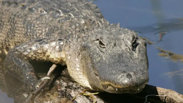Aligator Amerika