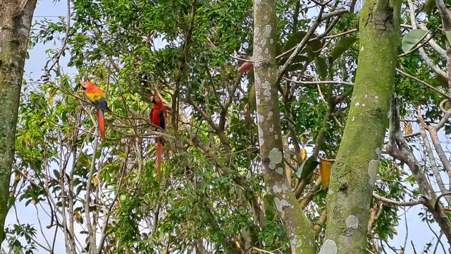 Bird Paradise Singapura,  taman burung terbesar di Asia (Foto: Liputan6.com/Agustina Melani)