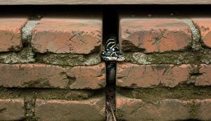 Tips Mengusir Anakan Ular yang Bersembunyi di Celah Pondasi Rumah/ Ilustrasi AI