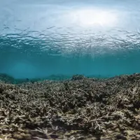 Potret koral yang berpotensi rusak dan mencatatkan 'diri' sebagai kehilangan terbesar yang dialami Bumi.