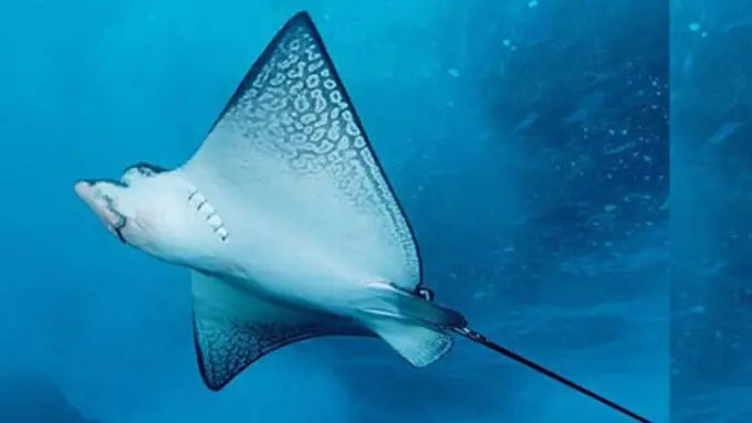 (C) webdesignburn.com