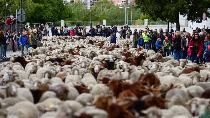Pengembala menggiring ribuan ternak mereka menuju pusat kota Madrid pada Minggu (20/10/2019). Sekitar 2.000 domba digiring ke jalan-jalan di pusat kota Madri untuk melindungi hak menggembala, migrasi dan menggiring ternak yang semakin terancam oleh perluasan permukiman. (OSCAR DEL POZO / AFP)