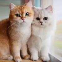 5 Ras Kucing Terpopuler yang Tepat Dijadikan Hewan Peliharaan untuk Para Pemula