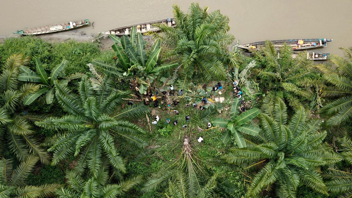 3,32 Juta Hektare Lahan Sawit Ilegal Tumbuh di Kawasan Hutan Indonesia