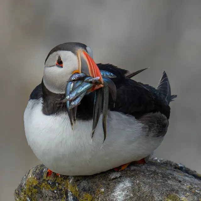 Burung Puffin di Islandia.