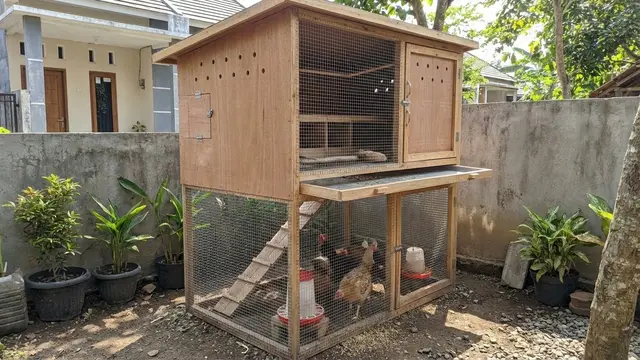 Desain Kandang Ayam Mini
