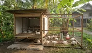 5 Model Kandang Ayam Broiler untuk 10 Ekor, Solusi Praktis Budidaya Skala Rumahan