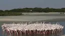 Burung flamingo berkumpul untuk mencari makan di Ras Al Khor Wildlife Sanctuary di Dubai, Uni Emirat Arab (2/6). Pemerintah Dubai membuat cagar alam di pesisir guna menjaga habitat flamingo serta mencegah erosi. (AP Photo / Kamran Jebreili)