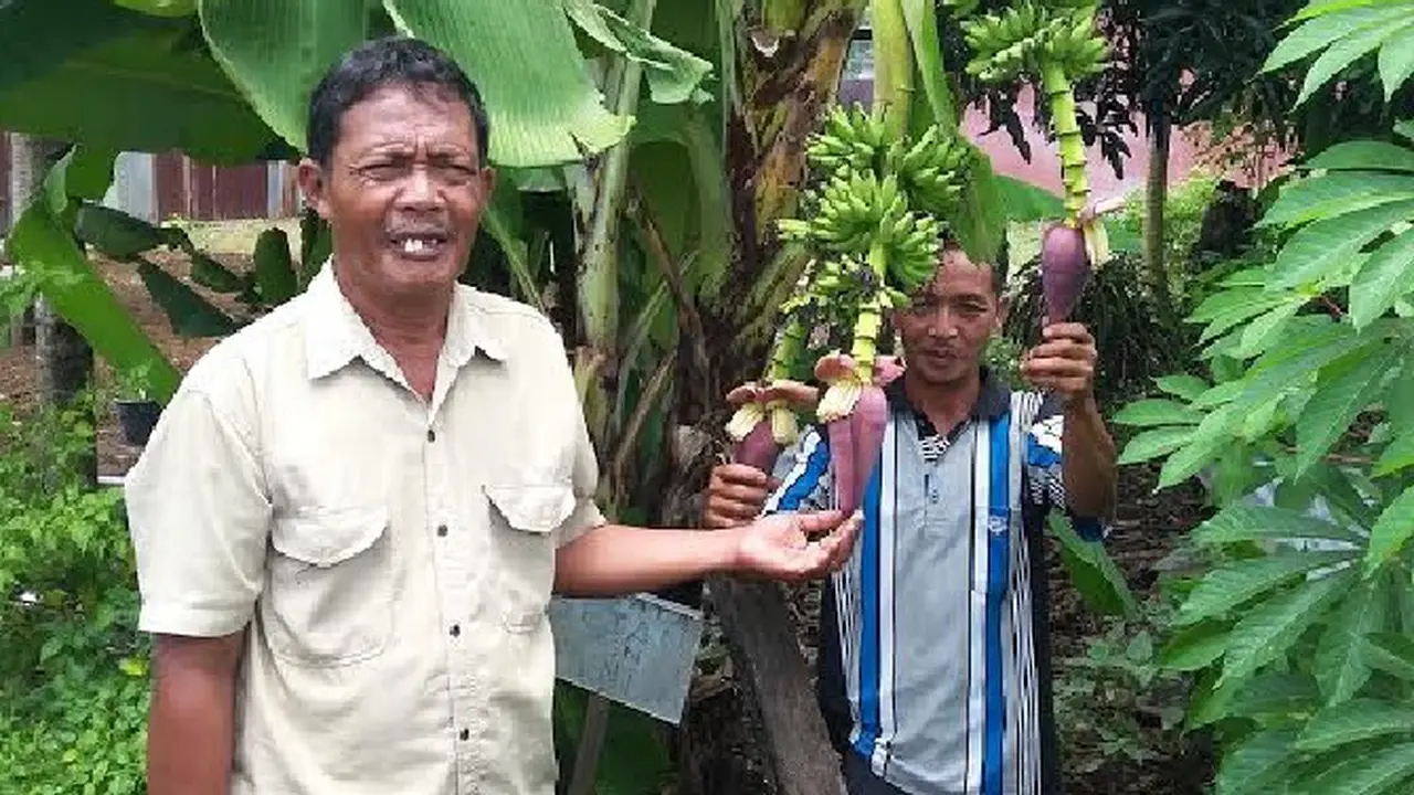 20160330-Pisang tandan aneh sumsel