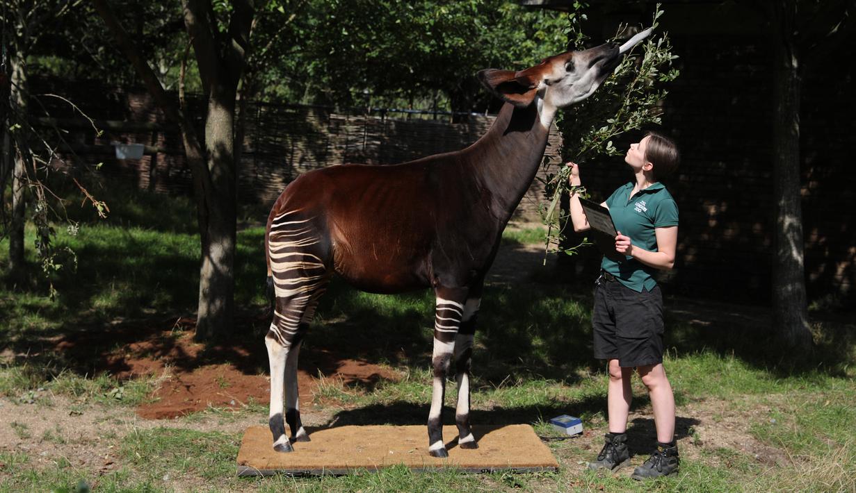 Petugas memberi makan okapi di samping skala pengukur selama penimbangan tahunan Kebun Binatang London, Kamis (22/8/2019). Sekitar 650 spesies yang berbeda ditimbang satu persatu sebagai cara utama untuk memantau kesejahteraan penghuni kebun binatang secara keseluruhan. (Isabel INFANTES/AFP)