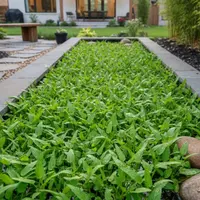 Ilustrasi Tanaman Air/Gemini AI