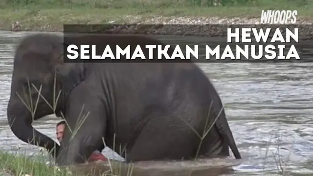 Kedekatan antara hewan dan manusia terkadang sangatlah erat, seperti yang terjadi pada gajah dan pelatihnya berikut ini.