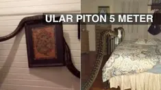 Seekor ular piton sepanjang 5 meter dan berbobot 40 kilogram, muncul di dinding rumah di Queensland, Australia. Ular bernama Monty itu, diyakini sudah tinggal di rumah itu selama 15 tahun