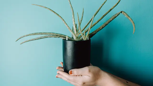 ilustrasi Bahan Alami yang Dapat Mengatasi Rosacea/pixabay