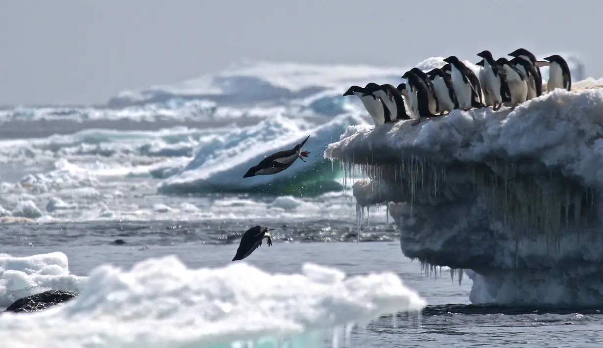 Dua ekor penguin melompat ke dalam laut di Pulau Heroina, Danger Islands, Antartika (2/3). (Rachael Herman / Stony Brook University / AFP)