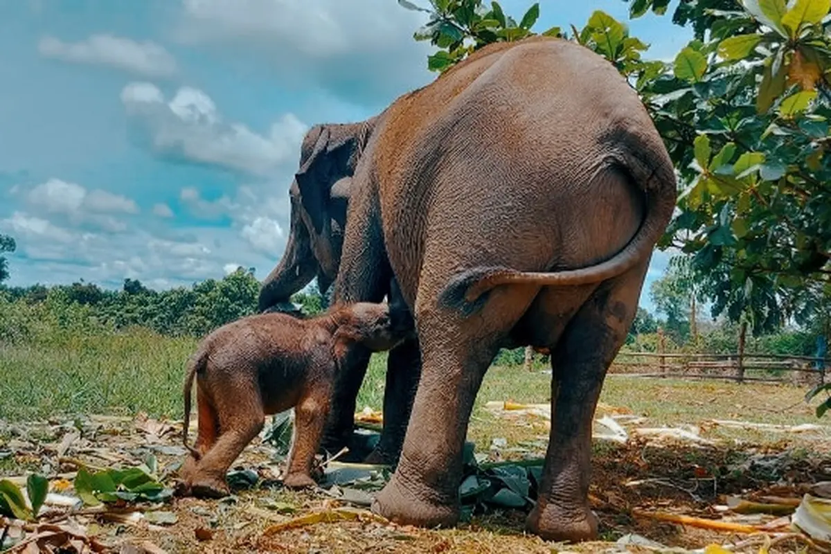 Bayi gajah yang baru lahir saat menyusu kepada induknya.