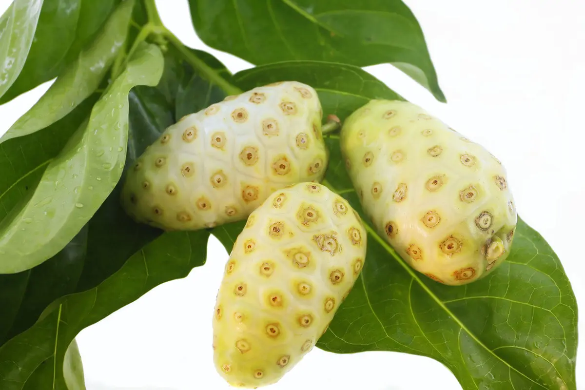 3 Manfaat Mengkudu untuk Kulit Wajah (Sydeen/Shutterstock)