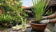7 Cara Menanam Serai dari Sisa Batang Dapur, Mudah dan Hemat