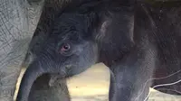 Kisah Gajah Nia, Terjerat Jebakan hingga Lahirkan Bayi di PLG Minas Riau