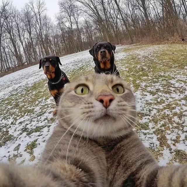 Selfie Kucing Bareng Anjing