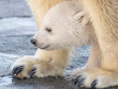 Bayi beruang kutub berjalan bersama induknya Nora saat penampilan publik pertamanya di Kebun Binatang Schoenbrunn, Wina, Austria, Kamis (13/2/2020). Anak beruang kutub yang tidak disebutkan namanya tersebut lahir pada 9 November 2019. (JOE KLAMAR/AFP)