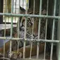Harimau Sumatera di Medan Zoo (Liputan6.com / Reza Efendi)