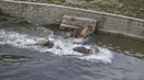 Sejumlah harimau Siberia bermain di kolam di Taman Harimau Siberia Hengdaohezi di Kota Hailin, China (17/7/2020). Dengan menerapkan langkah-langkah pencegahan dan pengendalian epidemi yang ketat, Taman Harimau Siberia Hengdaohezi dibuka kembali pada Jumat (17/7). (Xinhua/Zhang Chunxiang)