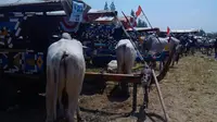 Selama dua hari ratusan gerobak sapi berkompetisi di Utara Stadium Maguwoharjo Sleman sejak Sabtu 23 Agustus hingga Minggu 24 Agustus 2014.