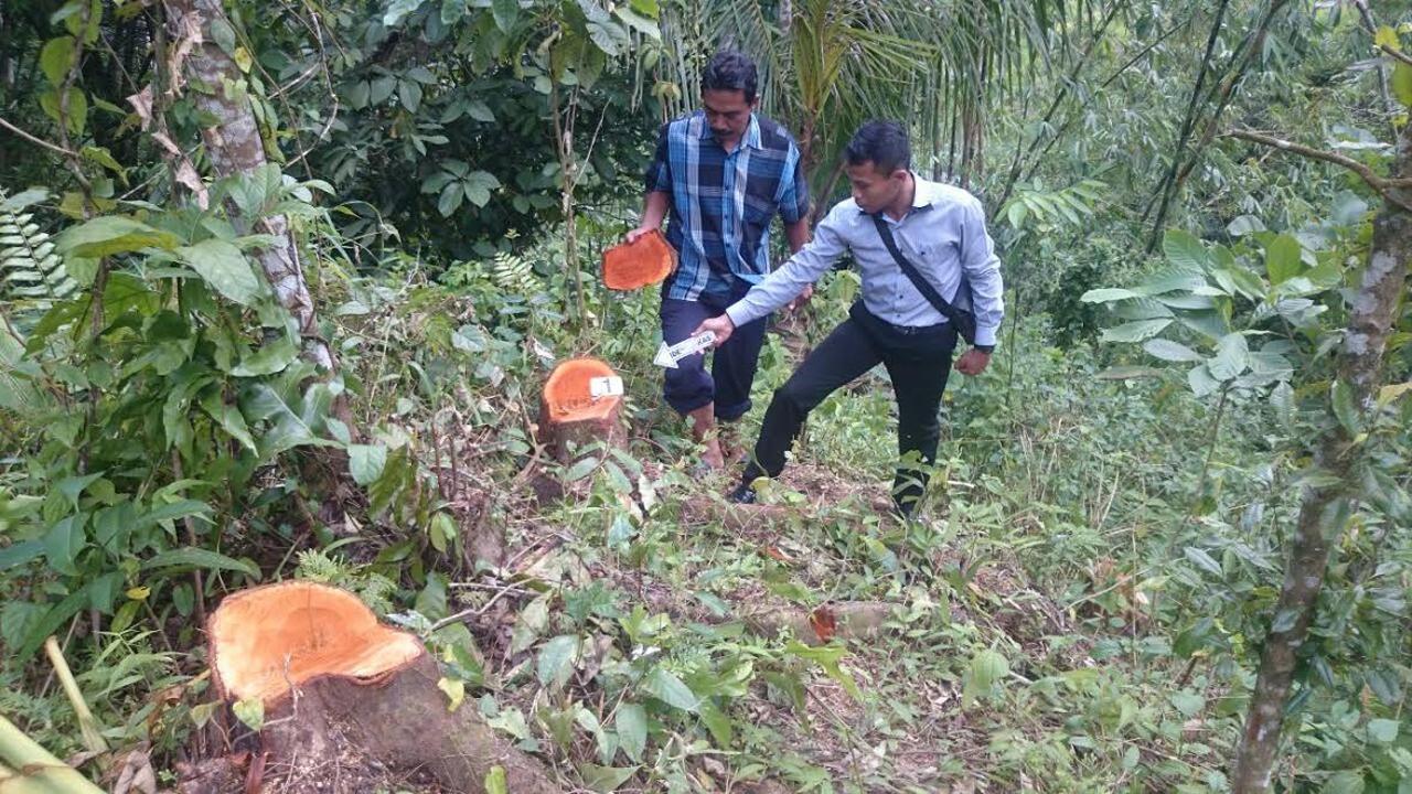 Kasus Kerbau Bunting Trenggalek