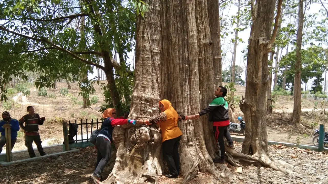 Pohon Jati Denok di Hutan Blora (Liputan6.com / Ahmad Adirin)