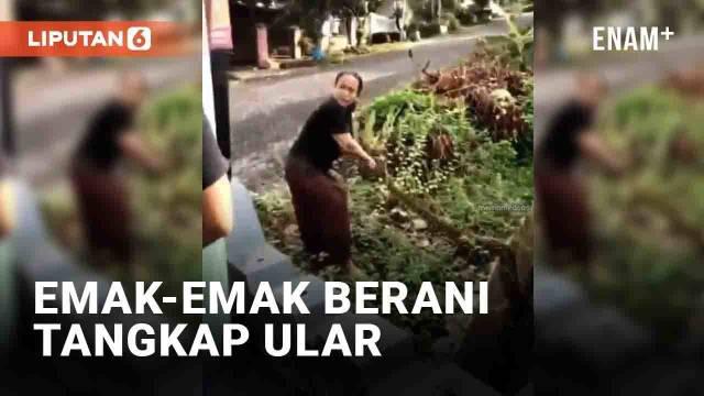 Aksi emak-emak berani viral di media sosial. Emak-emak di Semarang ini menangkap seekor ular sepanjang tiga meter. Menurut narasi video, ular tersebut hampir memangsa kucing.