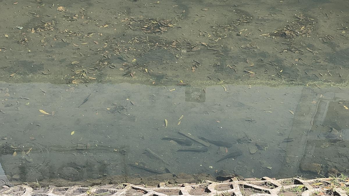 Sudah dibersihkan, tapi ikan sapu-sapu di Kali Cideng kawasan Bundaran HI masih betah. Seberapa susah sih membasmi ikan invasif ini? #Jakarta