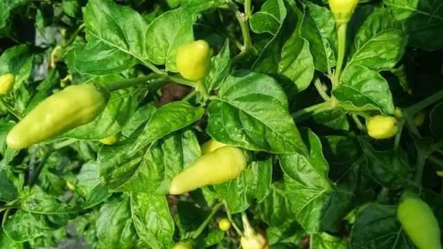 Ilustrasi Tanaman Cabai/Photo by Vrlibs Studio on Unsplash