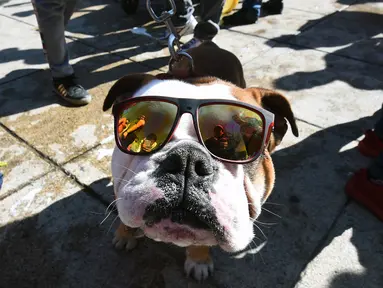 Seekor anjing Bulldog mengenakan kacamata saat berkumpul untuk meraih Rekor Guinness di Mexico City di Meksiko (26/2). Dalam acara ini sebanyak 950 anjing Bulldog ikut berkumpul ditempat tersebut. (AFP/Alfredo Estrella)