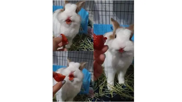 6 Kelakuan Nyeleneh Orang Suapi Makan Hewan Ini Bikin Geleng Kepala