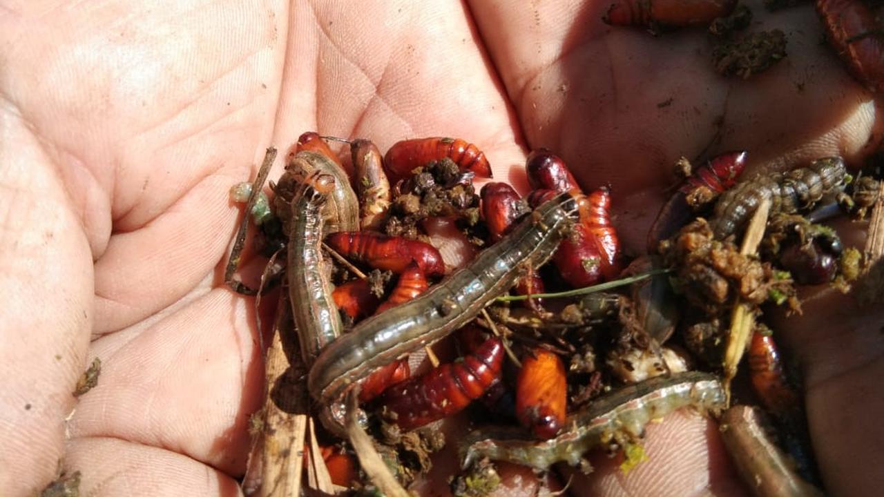 Beberapa hama ulat batang yang berhasil ditemukan petani Pawuan, Garut, Jawa Barat yang merugikan lahan pertanian mereka