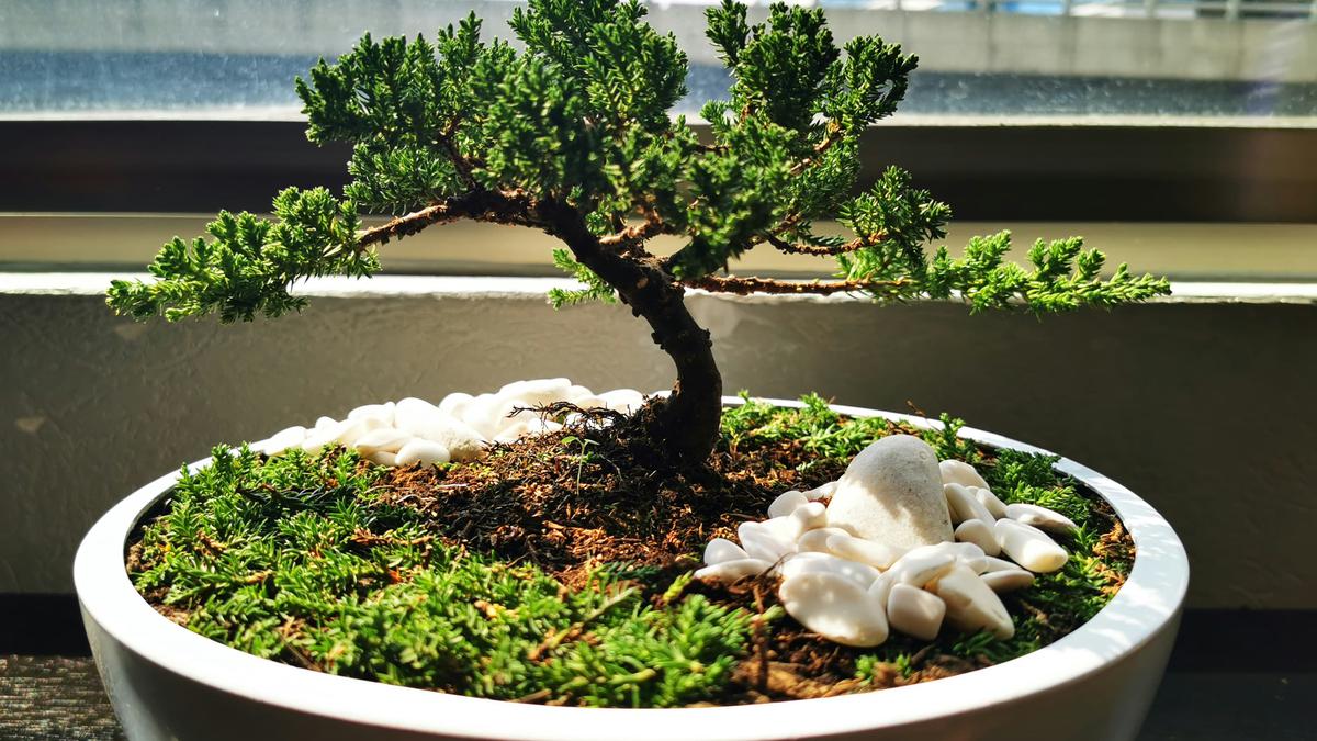 Trik Merawat Tanaman Bonsai agar Tetap Sehat dan Indah