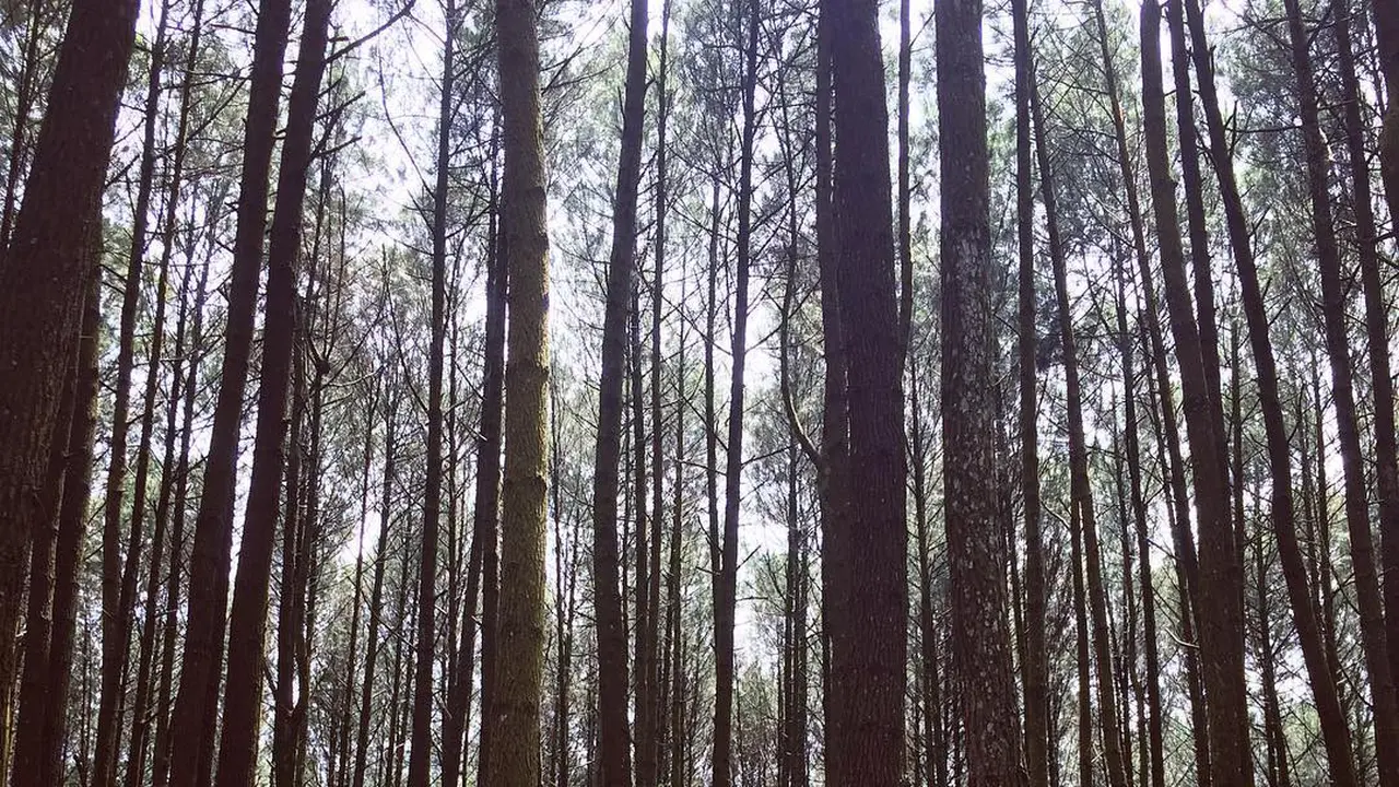 [Bintang] Yogyakarta
