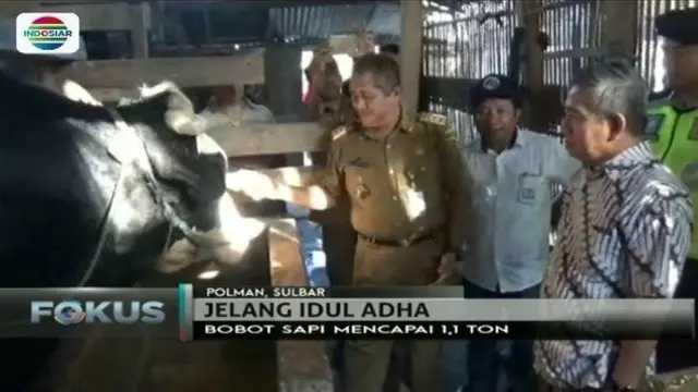 Presiden Jokowi berikan sapi kurban seberat 1,1 ton untuk warga Polewali Mandar, Sulawesi Barat.