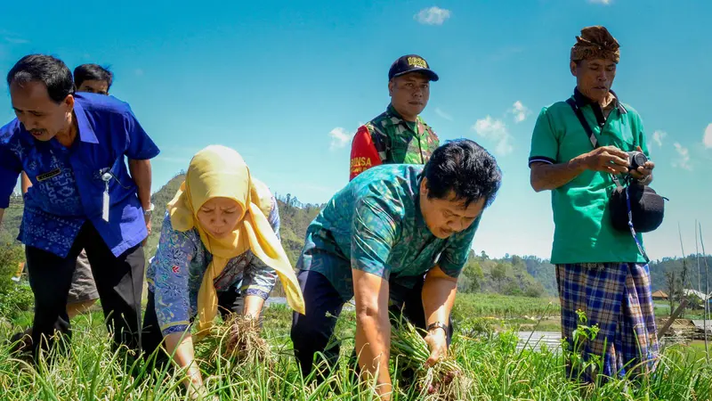 Tekan Beban Gagal Panen, Petani Butuh Asuransi