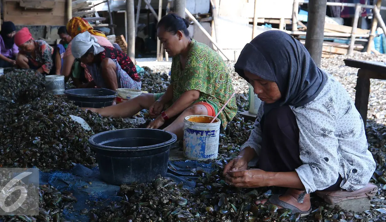 Aktifitas pekerja mengupas kulit kerang di pemukiman nelayan, Jakarta, Rabu (19/8). Kebanyakan buruh pengupas kulit kerang ini adalah pekerja serabutan dengan penghasilan 30 ribu perhari. (Liputan6.com/Angga Yuniar)