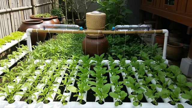 Kebun Mini Sayuran Daun dengan Pengairan Otomatis Tanpa Listrik
