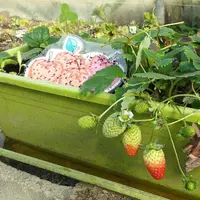 Tanaman Stroberi (Foto: TotumRevolutum/Pixabay)