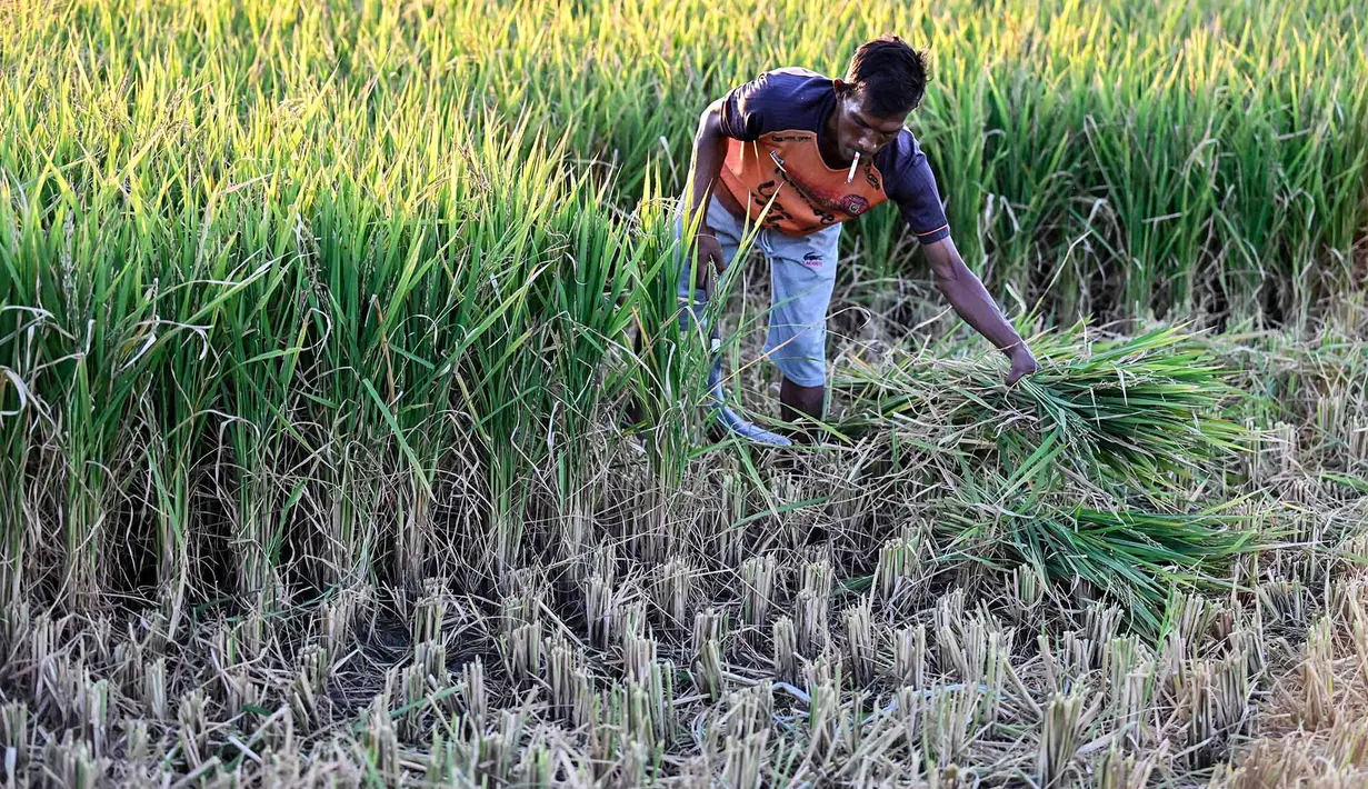 Seorang petani sedang memotong tanaman padi yang rusak akibat kekeringan di Aneuk Galong, Provinsi Aceh, Minggu, 30 Agustus 2026. (AFP/ Chaideer Mahyuddin)