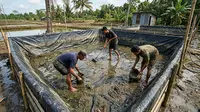 7 Cara Membersihkan Kolam Lele Terpal yang Licin dan Berlendir Sebelum Dipakai Lagi