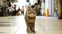 Melihat Dunia Lewat Mata Kucing