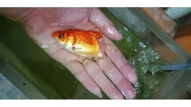 Enggak Disangka, Wanita Ini Berhasil Selamatkan Ikan yang Lagi Sekarat