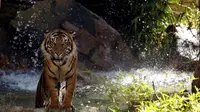 Harimau Sumatera di Kebun Binatang California, AS (REUTERS)