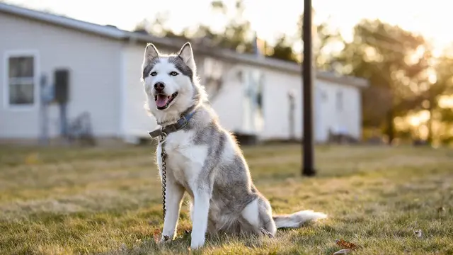 Siberian Husky