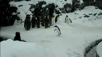 Si penguin berlompatan gembira di tengah turunnya salju.